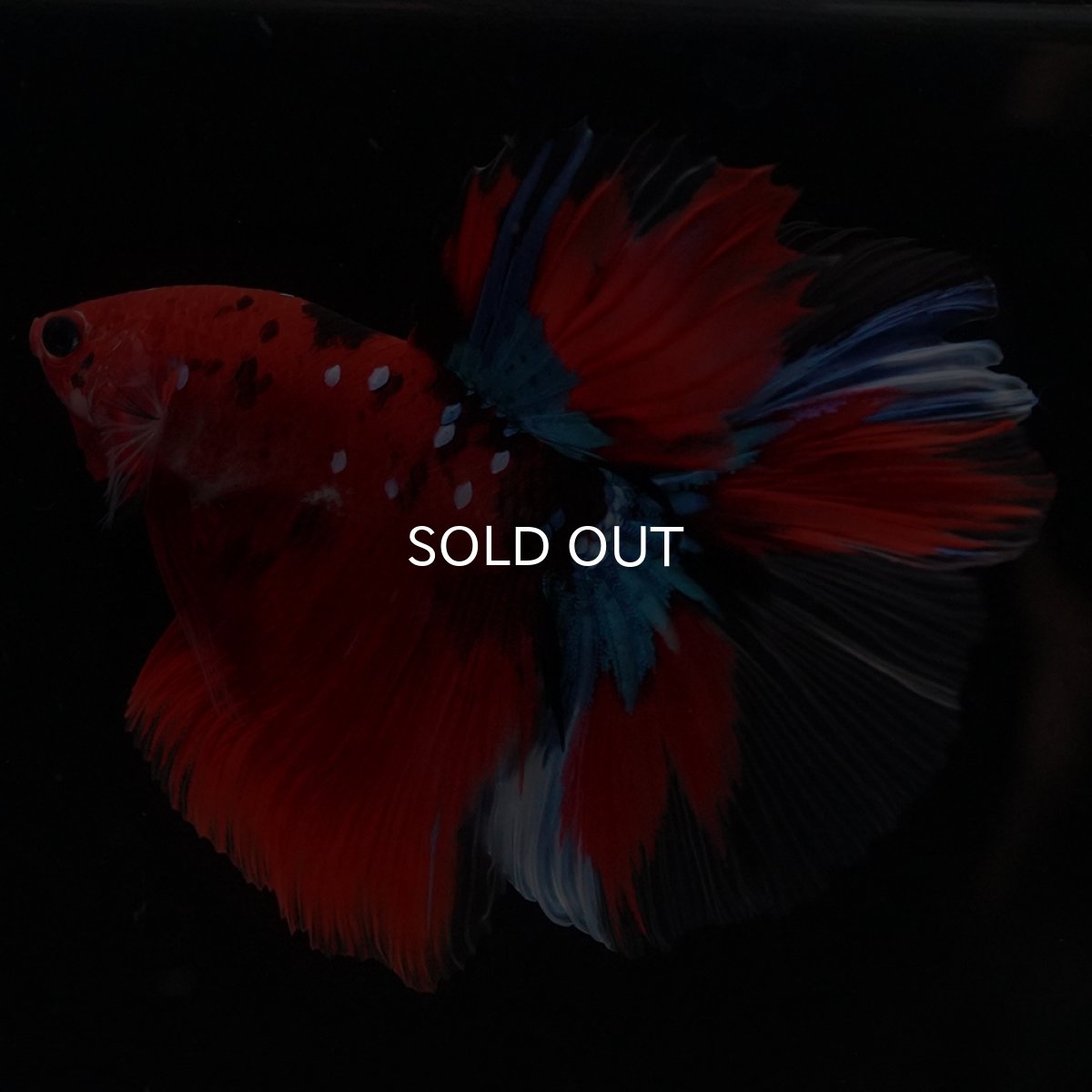 画像2: HM　鯉 (2)