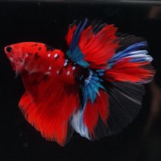 画像2: HM　鯉 (2)