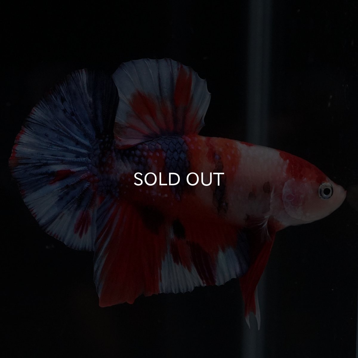 画像9: HMPK　キャンディ (9)