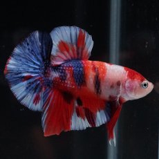 画像9: HMPK　キャンディ (9)