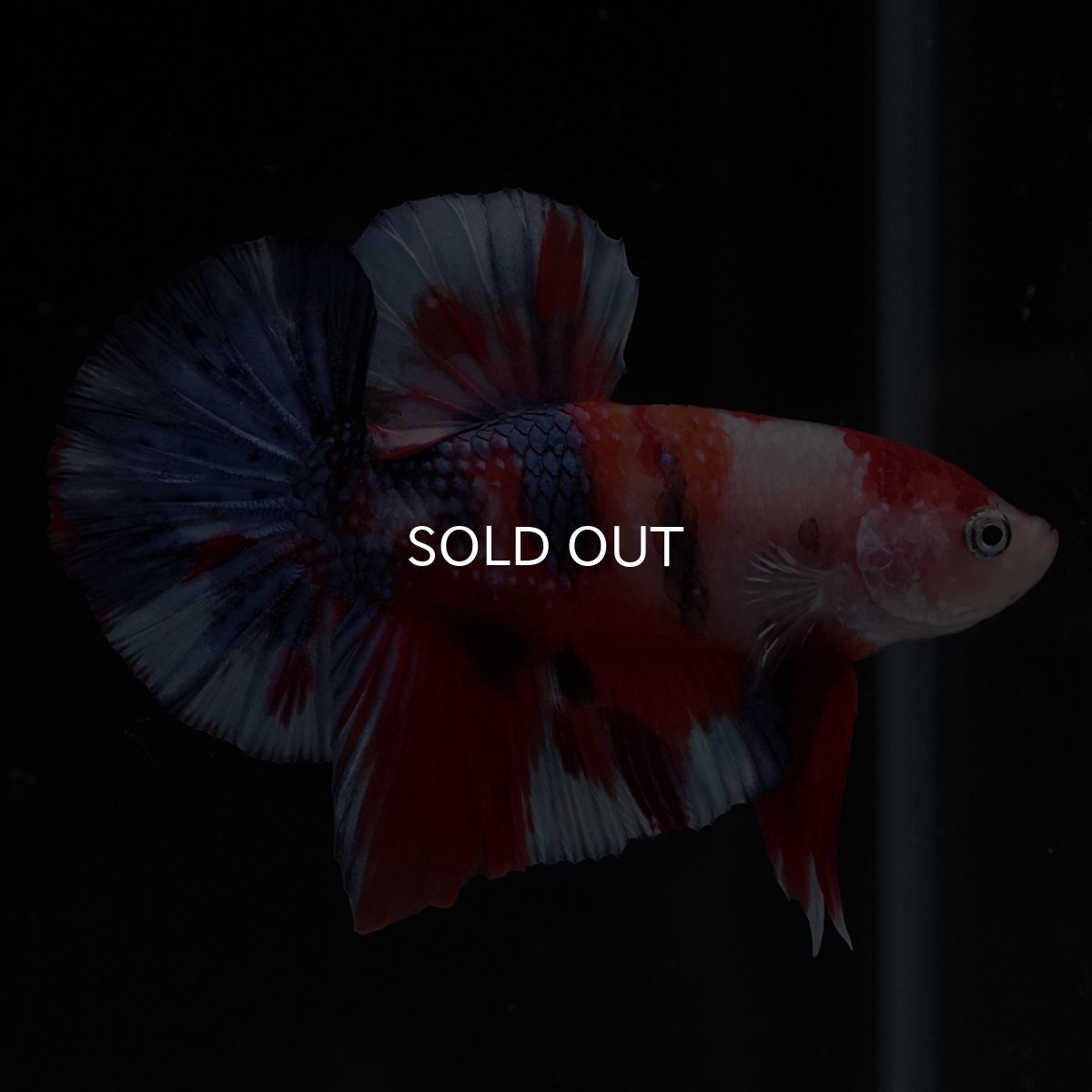 画像8: HMPK　キャンディ (8)