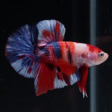 画像8: HMPK　キャンディ (8)