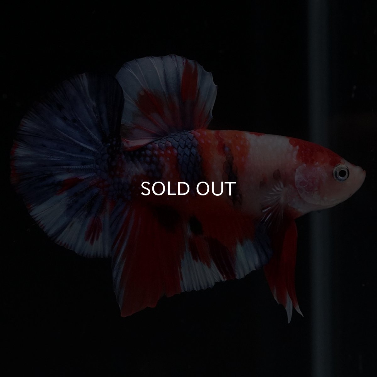 画像7: HMPK　キャンディ (7)