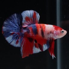 画像7: HMPK　キャンディ (7)