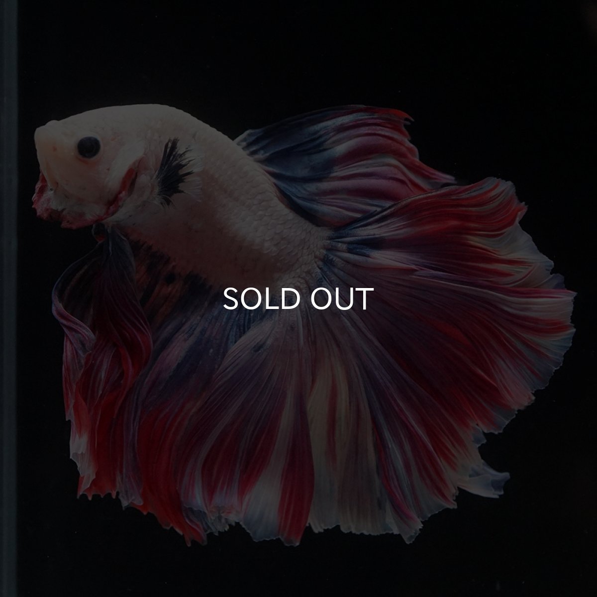 画像4: HM　ファンシーローズテール (4)