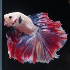 画像4: HM　ファンシーローズテール (4)