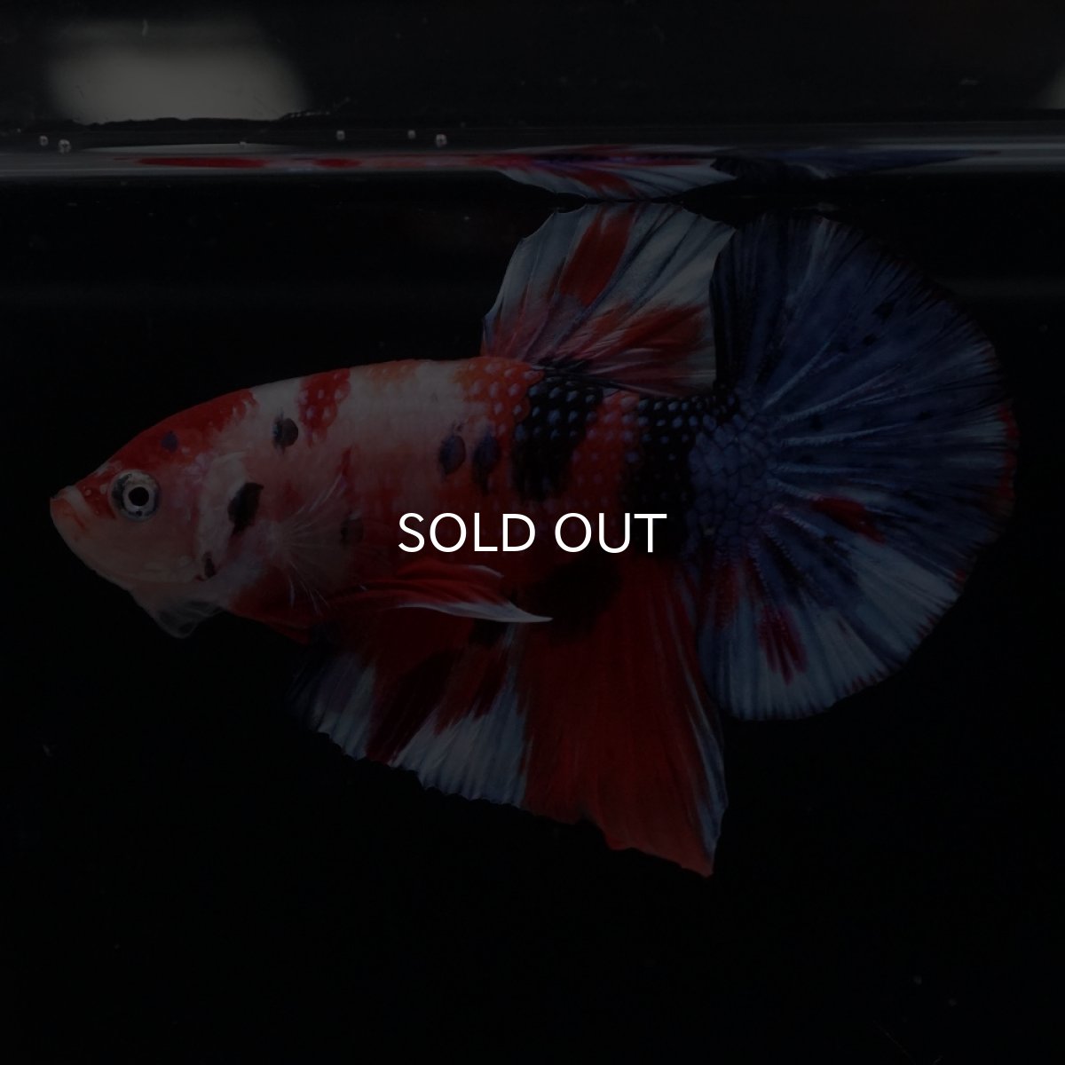 画像2: HMPK　キャンディ (2)