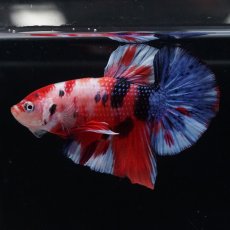 画像2: HMPK　キャンディ (2)