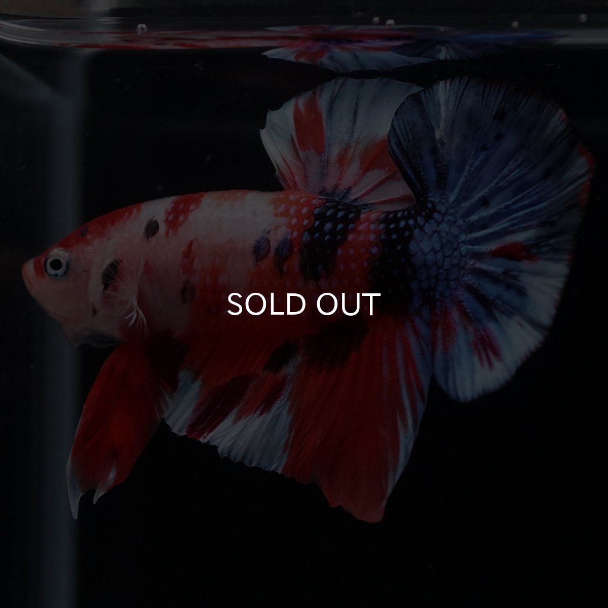 画像6: HMPK　キャンディ (6)