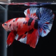 画像6: HMPK　キャンディ (6)