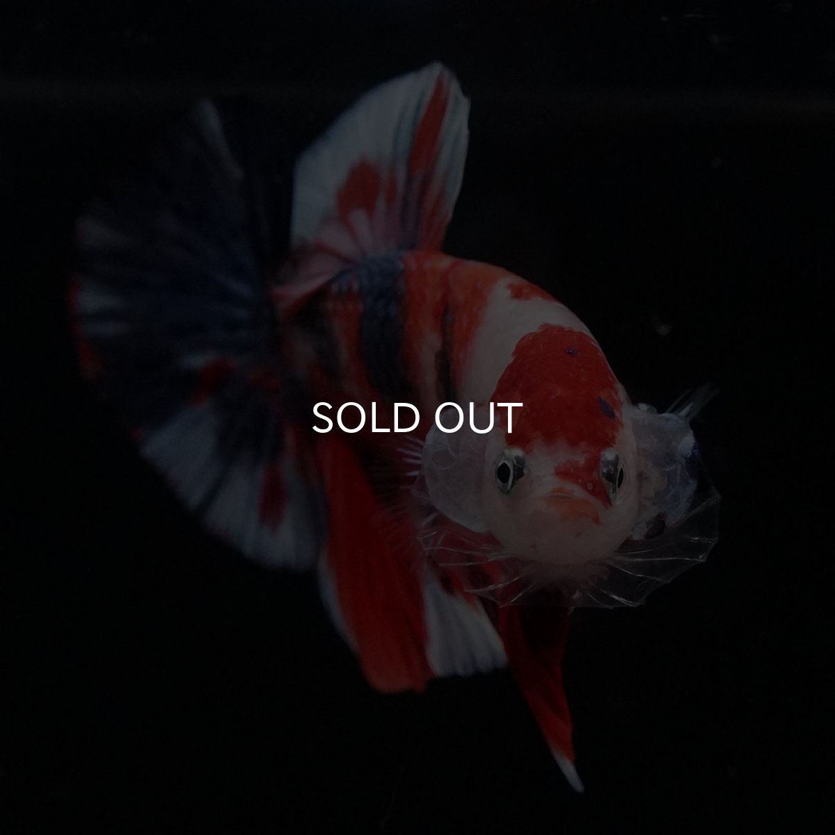 画像5: HMPK　キャンディ (5)