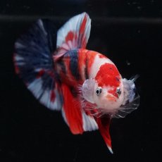 画像5: HMPK　キャンディ (5)