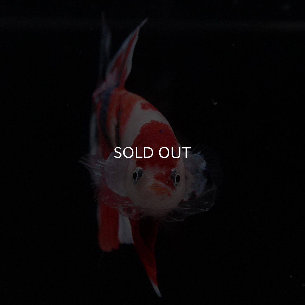 画像4: HMPK　キャンディ (4)