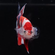 画像4: HMPK　キャンディ (4)