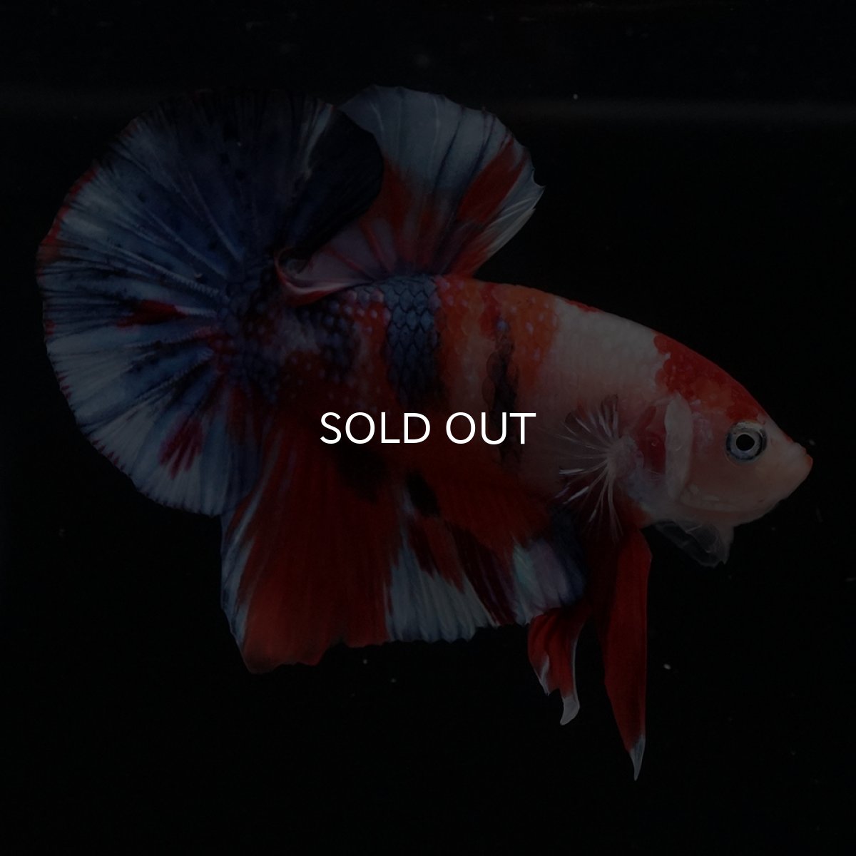 画像3: HMPK　キャンディ (3)