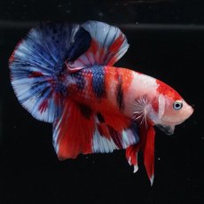 画像3: HMPK　キャンディ (3)