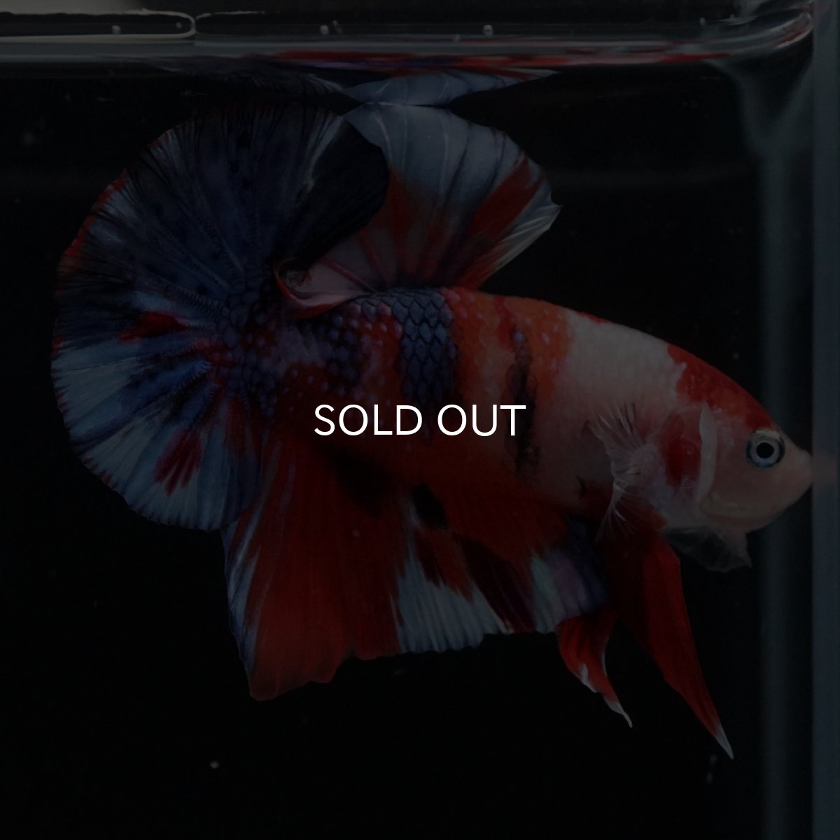 画像1: HMPK　キャンディ (1)