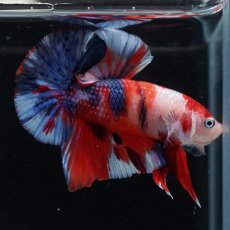 画像1: HMPK　キャンディ (1)