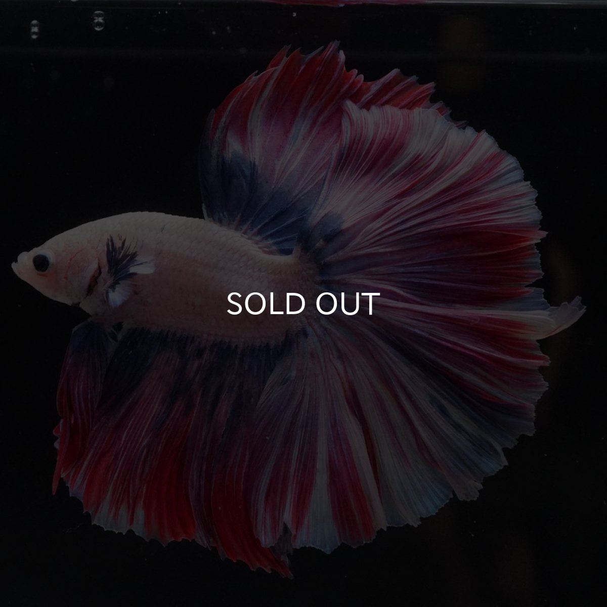 画像3: HM　ファンシーローズテール (3)