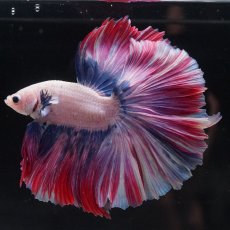 画像3: HM　ファンシーローズテール (3)