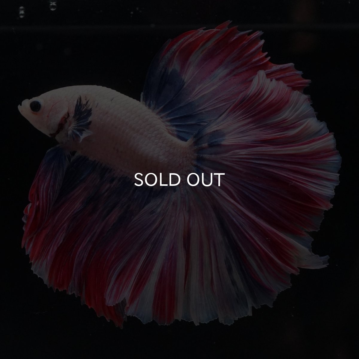 画像1: HM　ファンシーローズテール (1)