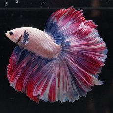 画像1: HM　ファンシーローズテール (1)