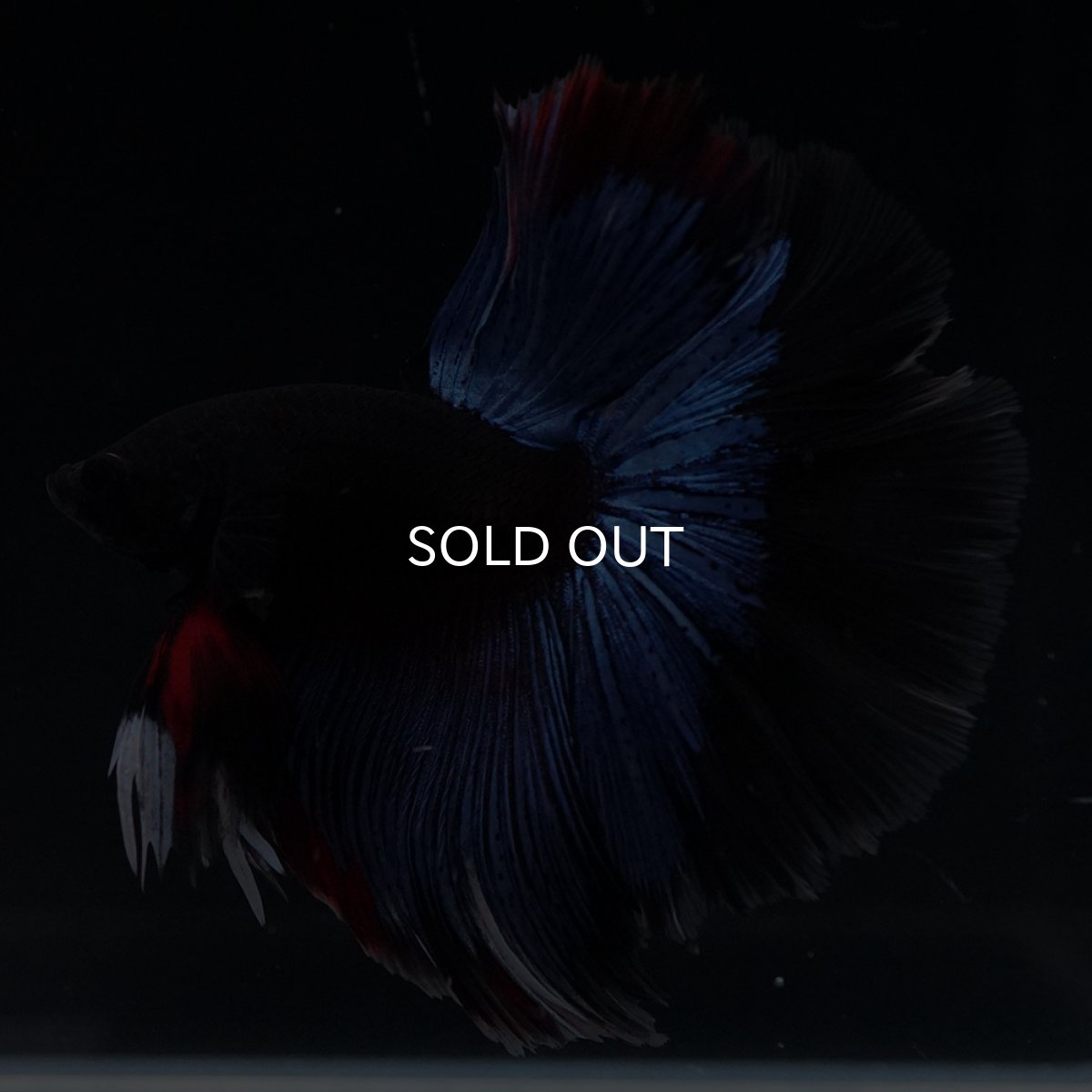 画像2: HM　ブルーブラック (2)