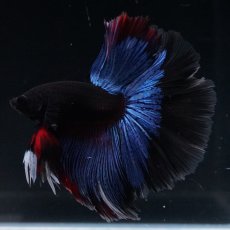 画像2: HM　ブルーブラック (2)