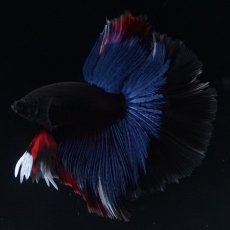 画像15: HM　ブルーブラック (15)