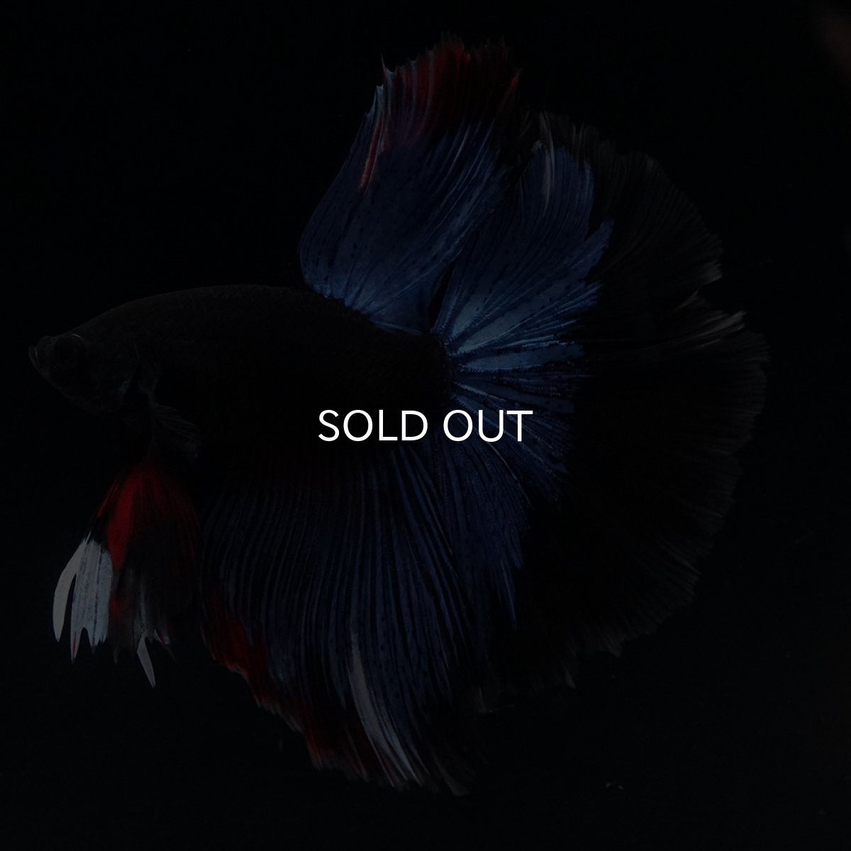 画像14: HM　ブルーブラック (14)