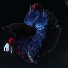 画像14: HM　ブルーブラック (14)