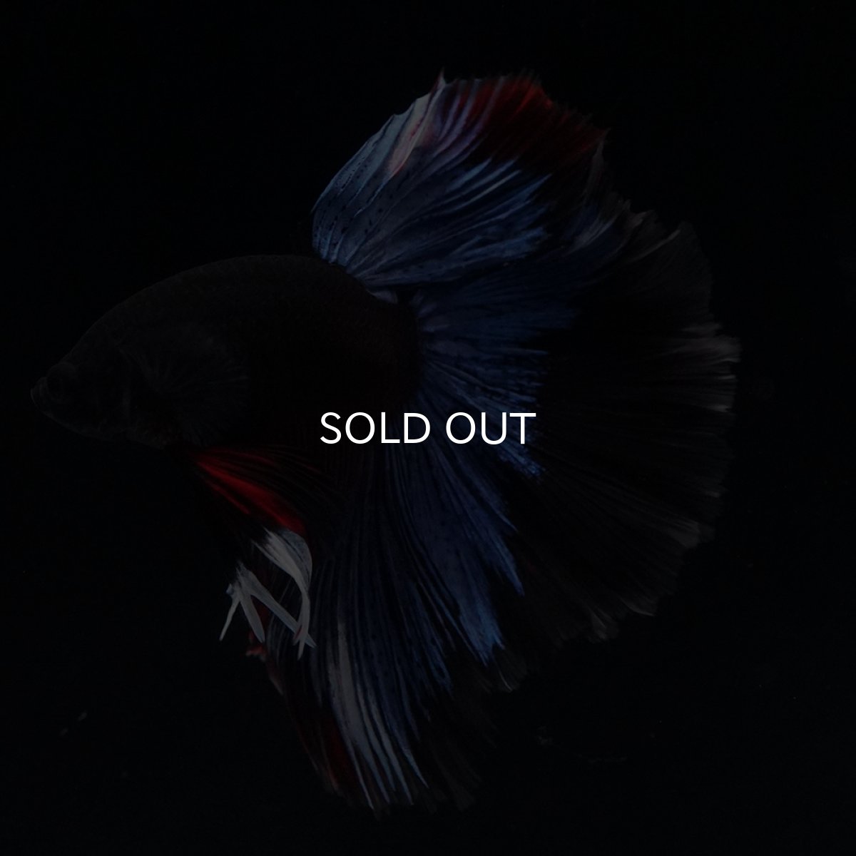 画像13: HM　ブルーブラック (13)