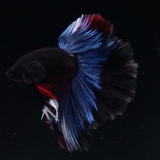 画像13: HM　ブルーブラック (13)