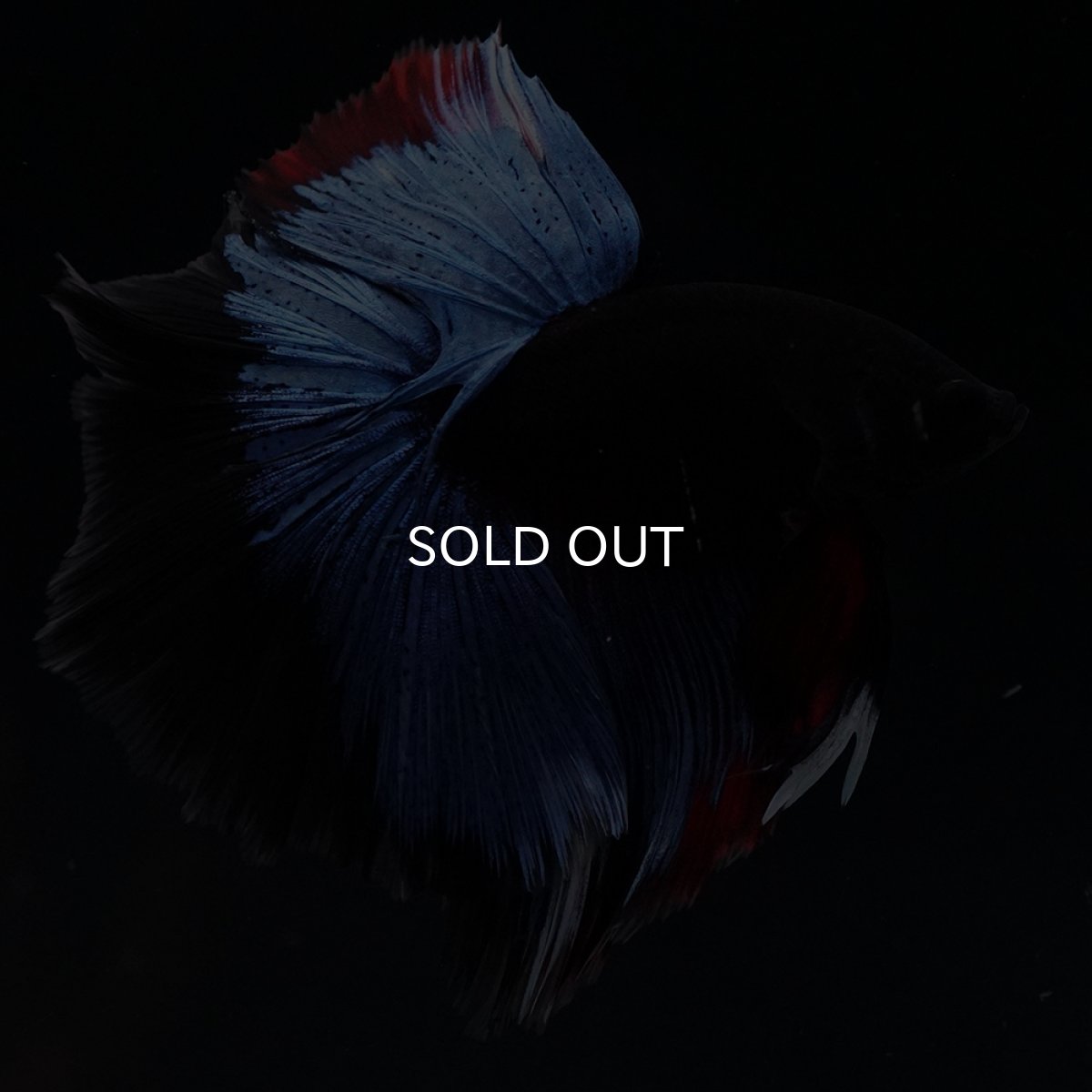 画像1: HM　ブルーブラック (1)