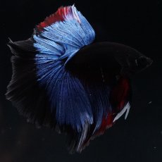 画像1: HM　ブルーブラック (1)