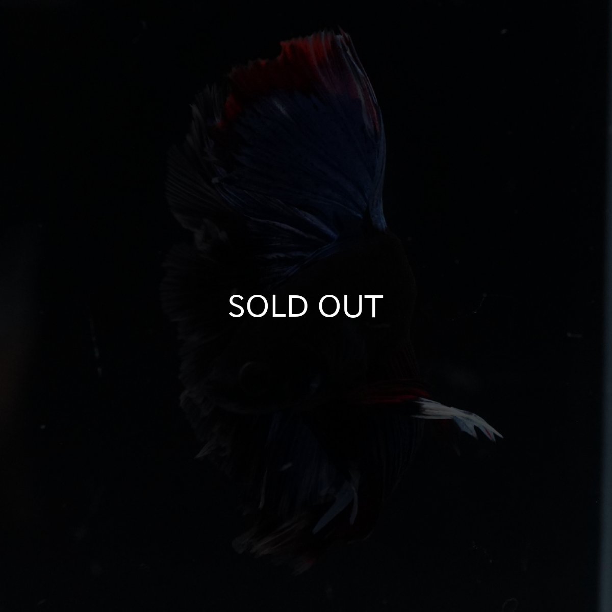 画像12: HM　ブルーブラック (12)