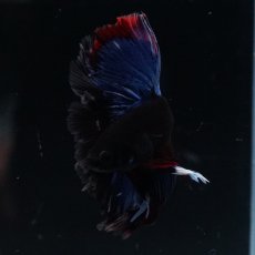 画像12: HM　ブルーブラック (12)