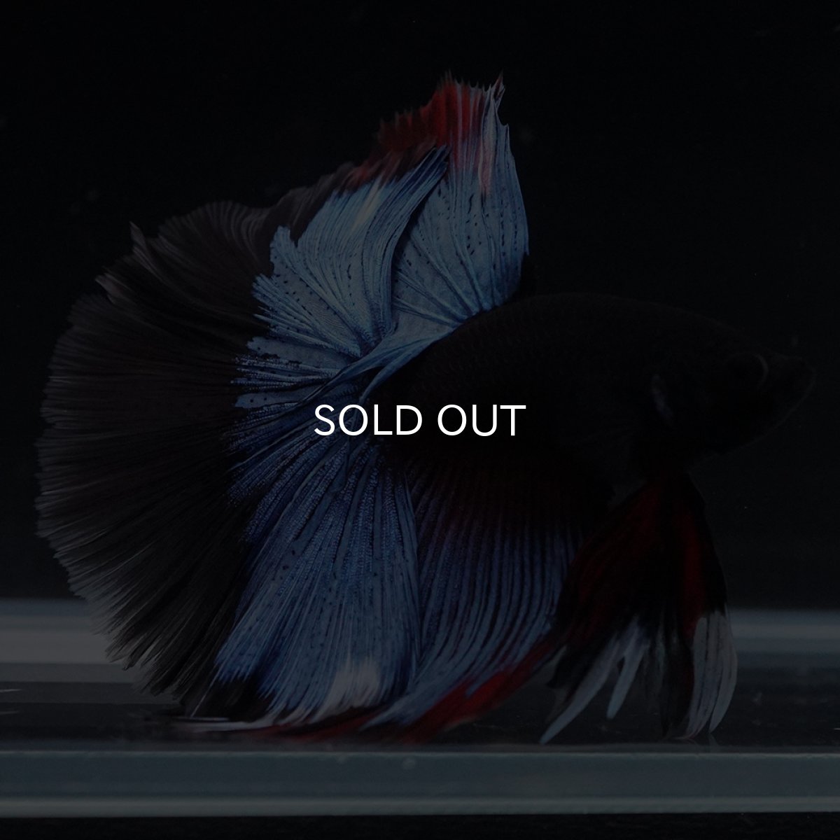 画像11: HM　ブルーブラック (11)