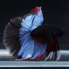 画像11: HM　ブルーブラック (11)