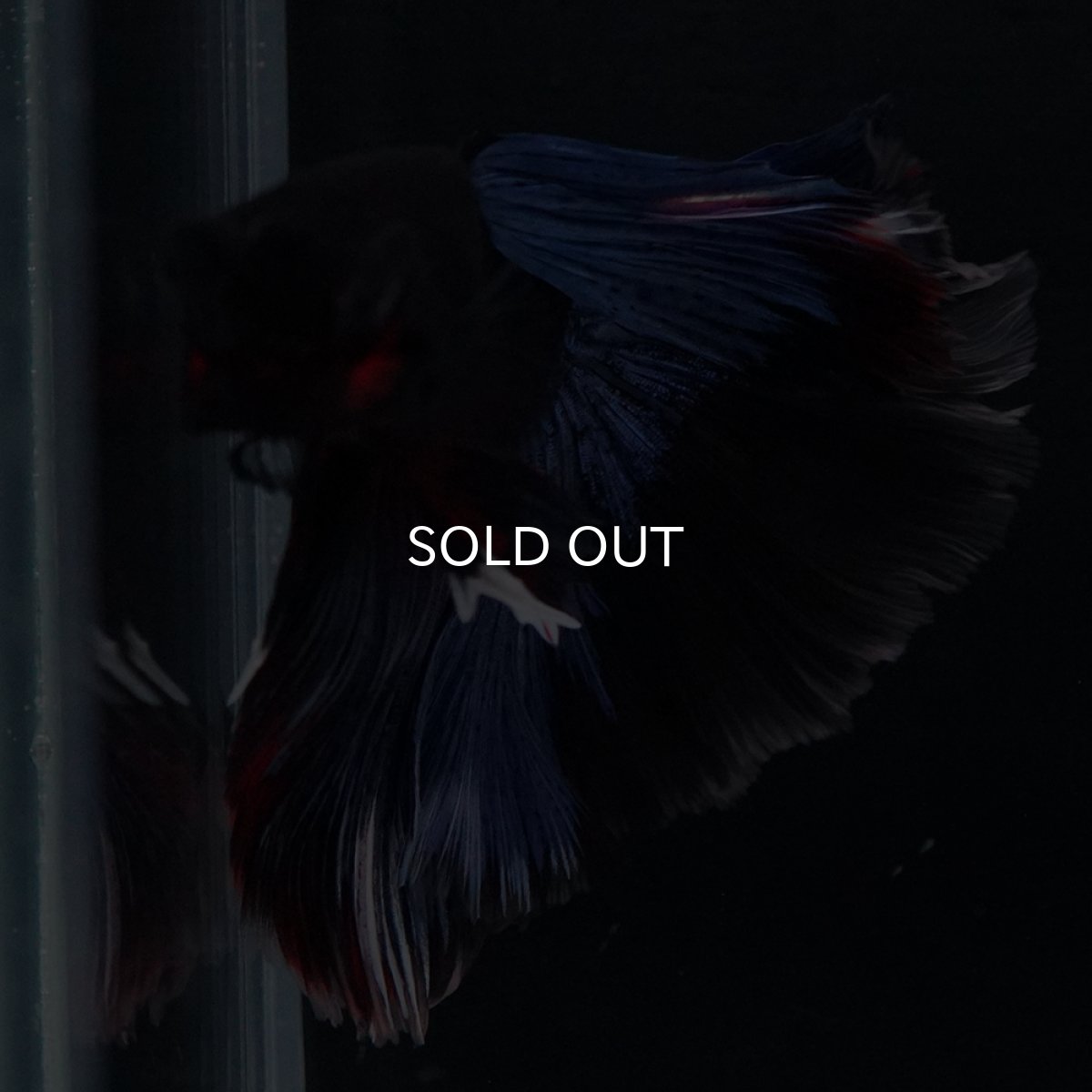 画像10: HM　ブルーブラック (10)