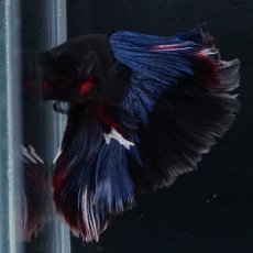 画像10: HM　ブルーブラック (10)