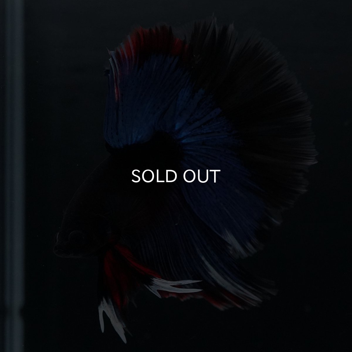 画像9: HM　ブルーブラック (9)