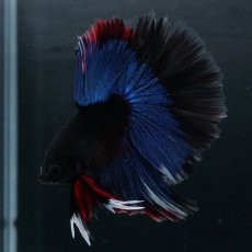 画像9: HM　ブルーブラック (9)