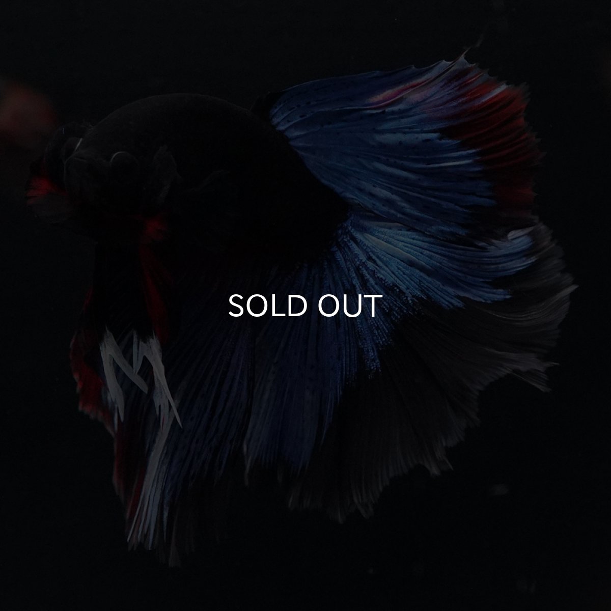 画像8: HM　ブルーブラック (8)