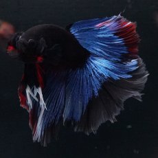 画像8: HM　ブルーブラック (8)