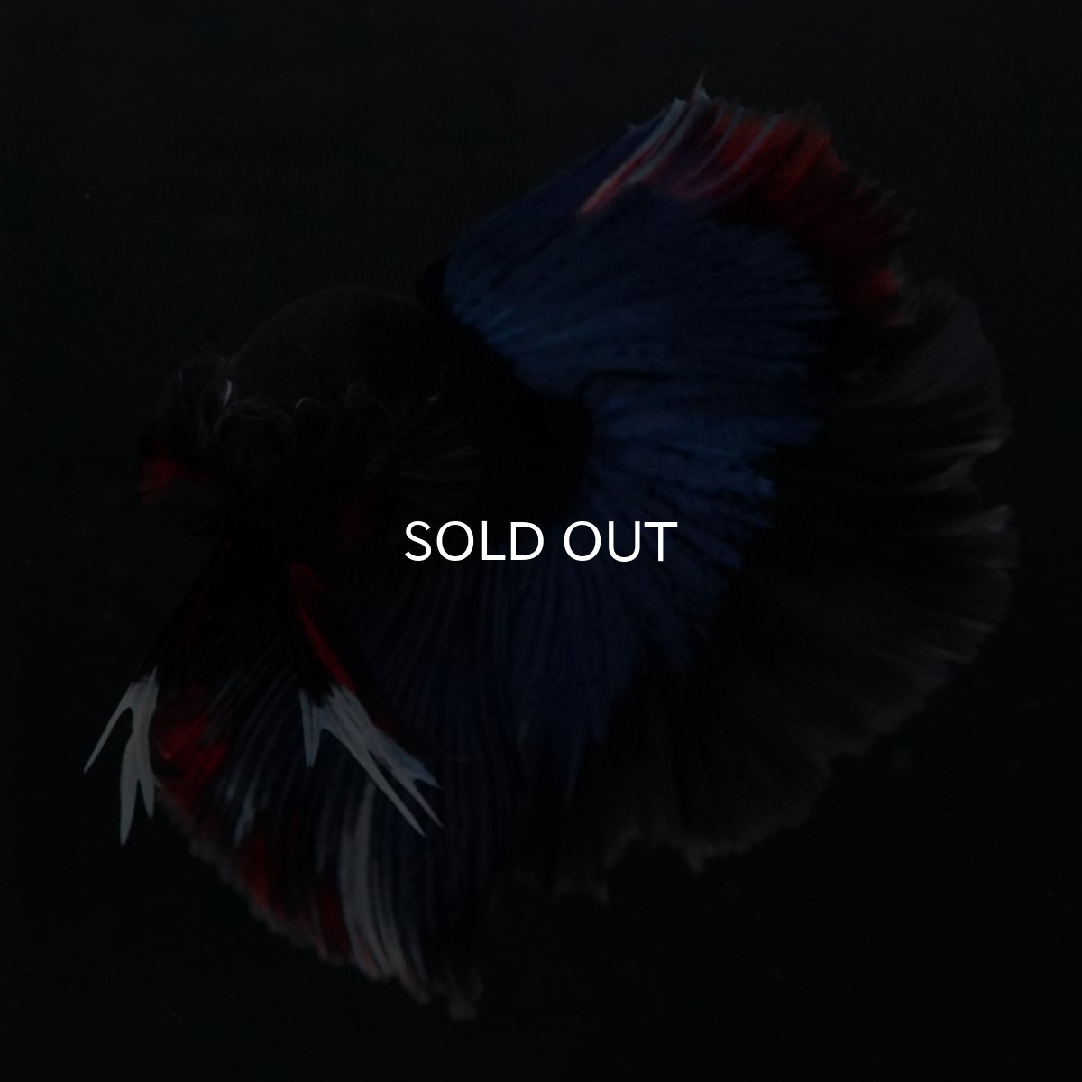 画像7: HM　ブルーブラック (7)