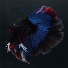 画像7: HM　ブルーブラック (7)