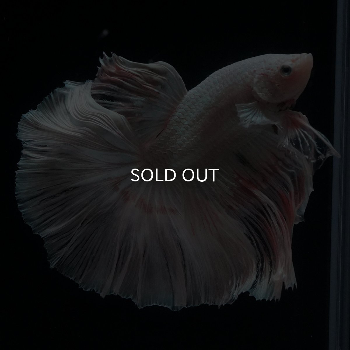 画像20: HM　ホワイトファンシー (20)