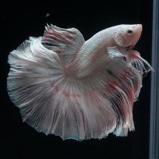 画像20: HM　ホワイトファンシー (20)