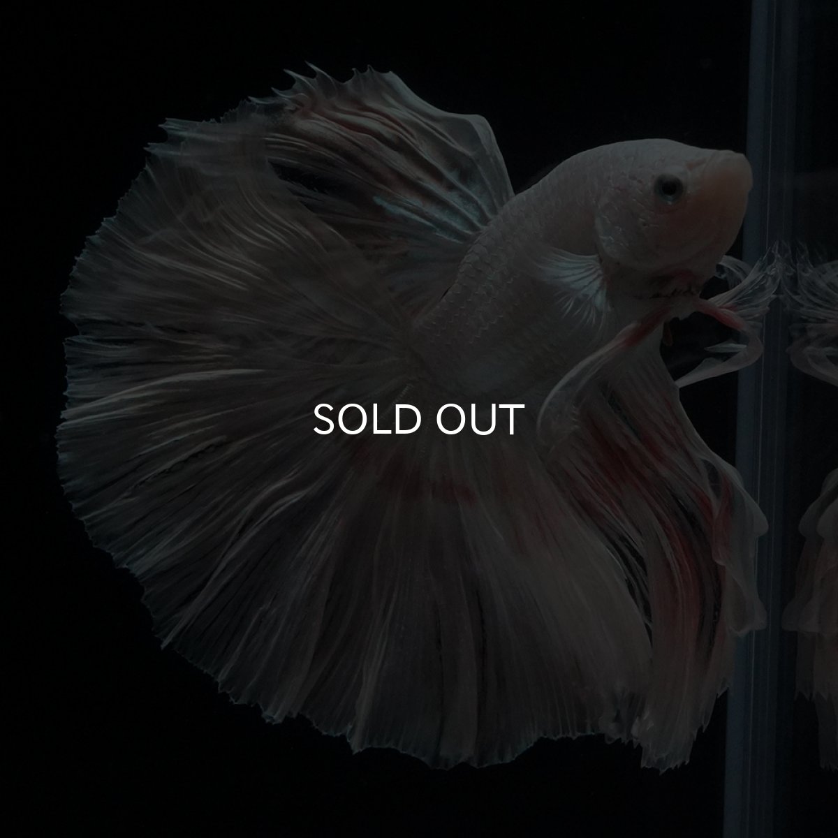 画像19: HM　ホワイトファンシー (19)